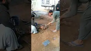 wow Amazing skills with hammer iron plat band with hands #shorts #hammerskils