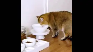 DIY IKEA Cat Food Tray
