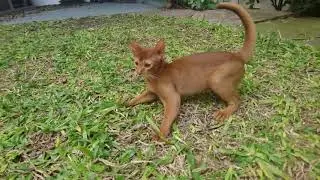 Gatitos abisinios jugando