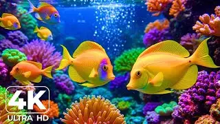 Harmony of the Sea &ndash; 4K Aquarium with Zen Music and Jellyfish Calmness