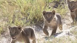 Remembering Cecil's Family One Year After His Death