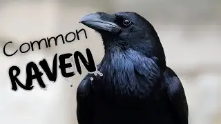 Common Raven | Bold, Charismatic and Super Smart
