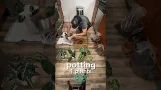 Can You Repot 4 Plants in Under 1 Hour? I did! 🪴😄🪴