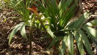 Chamaedorea radicalis flowering / cveti