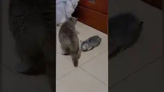 DON'T TOUCH MY BABY ..OK..😄 #shorts