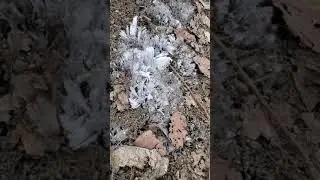 Frozen ice tendrils on yet another chilly morning