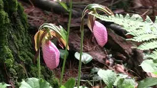 Pink Lady Slippers & Other Sights & Sounds of Spring