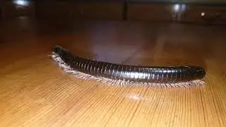 Millipede legs in slow motion