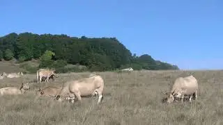 Travers&eacute;e des p&acirc;turages d'alpage dans l'Aubrac