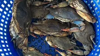 Crabbing my favorite spot #bluecrab #rivercrab #crab