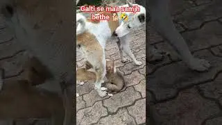 baap ko maa samjh bethe 🐕&hearts;️🤣 #comedy #cute #cutebaby #streetdogcomedy #youtubeshort