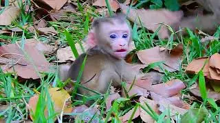 Monkey & Primates, Wildlife, Animal, Nature, Lovely Baby Monkey
