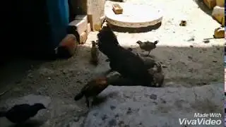 gallina fina de pelea y del gallo criollo de postura sus crias polluelos