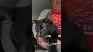There&rsquo;s the door bitch #screamqueens #catshorts #cats #catsoftiktok #funnycats #tiktok #tiktokvideo