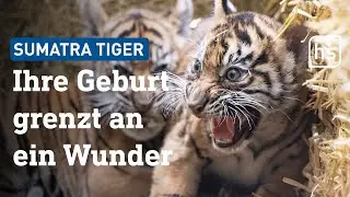 Sumatra-Tiger-Babys im Frankfurter Zoo: Außergewöhnlich und wertvoll | hessenschau