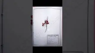 Ts Intermediate 2nd year Herbarium (for records guide visit channel and watch full video) #herbarium