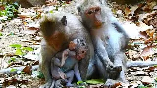 Sweet Family Moment: Jinx Follows Mom Jade as Baby Plays with Grandma