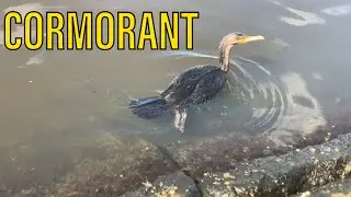 Cormorant Hunting for Fish!