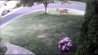 Deer Deterrent That Is Working For Us