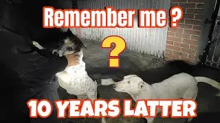 Something never change 🐶❤️🧿🐶 meet to my these straight dogs ￼#dog #animals 