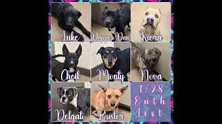 1 28, 2025  Deadly High Kill Apple Valley Animal Shelter kill list MASS SLAUGHTER COMING PLEASE HELP