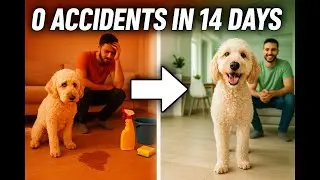 Why This Dog Setup Blew Away My High Expectations! Apartment Training.