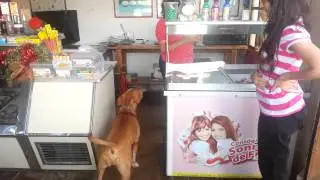Cutest Pitbull Eating Ice Cream (ROCCO)