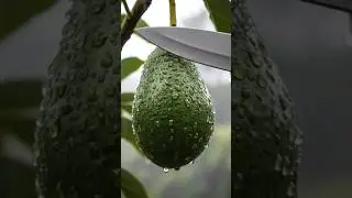 Avocado cutting 😍most satisfying ASMR 🔪 Fruit cutting 🔪ai fruit cutting #avocado #asmr #fruitcutting