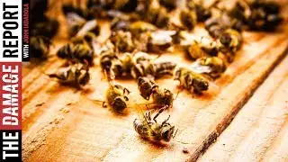 Insects Dying Off At Alarming Rate