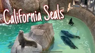 CALIFORNIA SEAL&rsquo;s