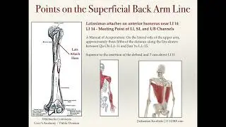 Yang Arm Meridians and the SBAL
