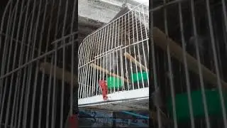 Jilguero cantador