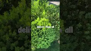 It's one of our biggest garden supply jobs ever‼️ A five-month garden designed by Paul Bangay✍️🌸