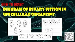 How to Draw Binary Fission in Unicellular Organisms | Class 10 | Class 12 | Biology Exam Guide