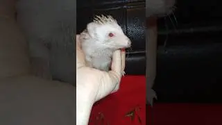 🥰❤️ Ёжик Фрозинка, точнее Шая уехала домой) Funny hedgehog 🦔 #ezhikafro #hedgehog #ёжик #funnyvideo
