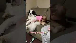 Puppy love baby #dogs #love #pets #dogvideos #petlove #doglover #cutespets