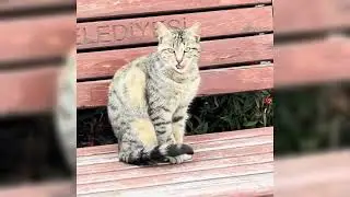 Cats Sitting on Benches Compilation 🐈 | Relaxing Cat Compilation