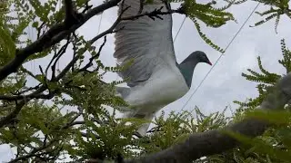 Even More Wood Pigeon Closeups 