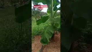 Rawatan dari awal bagus maka pertumbuhan akan cepat dan subur #yutubeshorts #petani #pisang