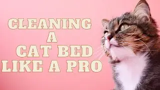 How to Easily Clean a Cat Bed