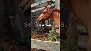 Cavalos: Aliados Indispens&aacute;veis na Fazenda!