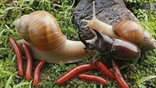 Rare Wildlife Encounter : Millipede, Snail & Rhinoceros Beetle Meetup #Millipede #EducationalInsects