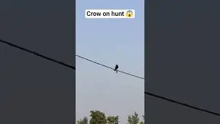 Crow on hunt 🔥 #crow #nature #wildlife #birds #ytshorts #village #viralvideo