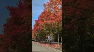 Fall Foliage 🍁 2023 Gene Coulon Park Washington state #nature #october