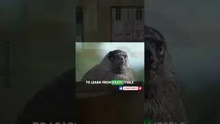 This Animal Holds Funerals 😳 ( Part 28 )
