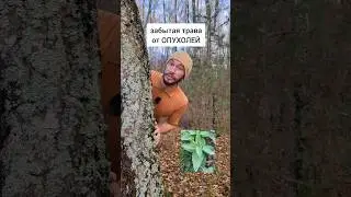 забытая трава от опухолей #травы #лекарственныерастения #здоровьебезлекарста