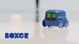 Boxer 🤖 | SOCCER STAR