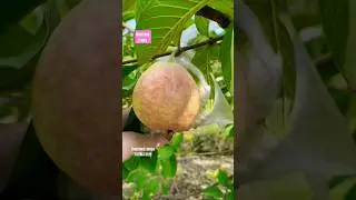 Amazing tropical exotic fruits 😍🍏🍎🍑🫐🥝😋#tropicalfruits #farmingtraditions #tropicalplants #shorts#fyp