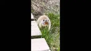 Columbian ground squirrel (Urocitellus columbianus) -Mount Assiniboine Provincial Park, B.C., Canada