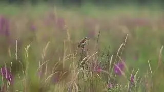 Dickcissel
